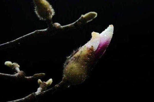 Magnolia