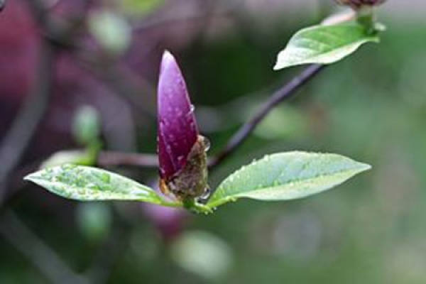 Magnolia liliflora