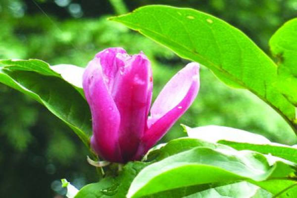 Magnolia liliflora