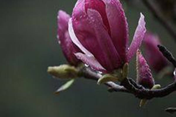 Magnolia liliflora