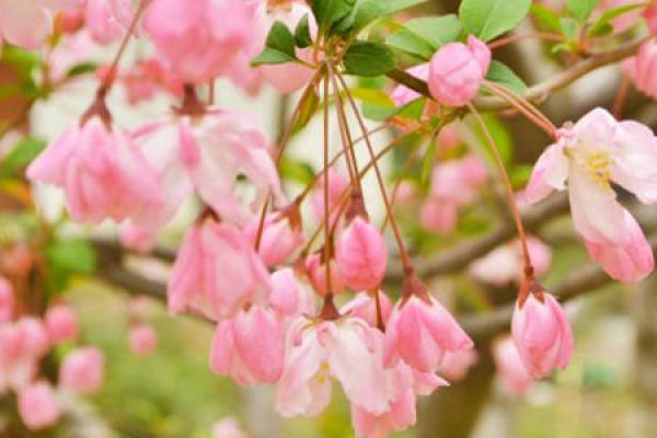 crabapple