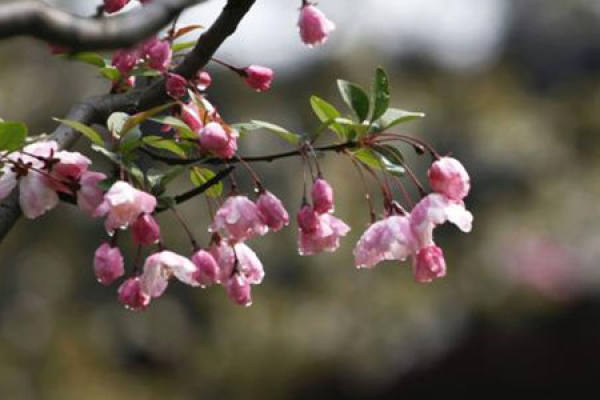 Malus halliana