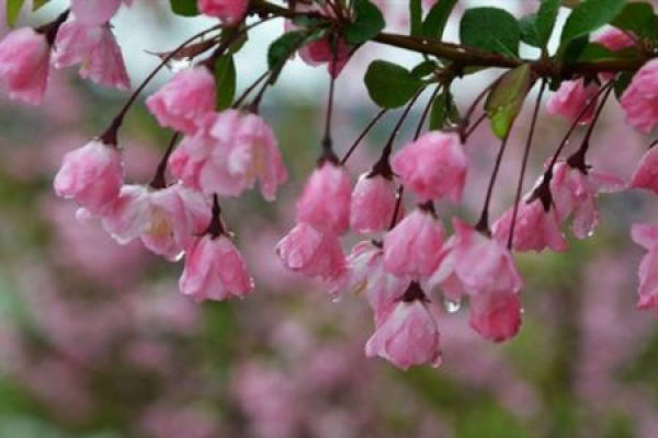 Malus halliana