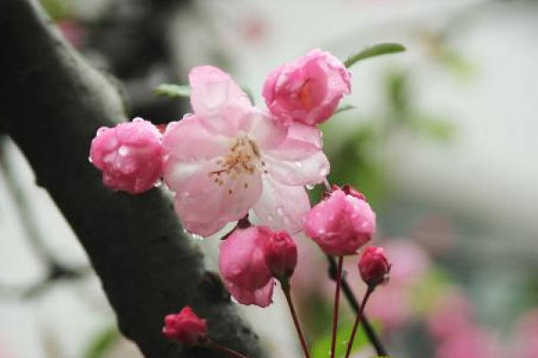 Malus halliana