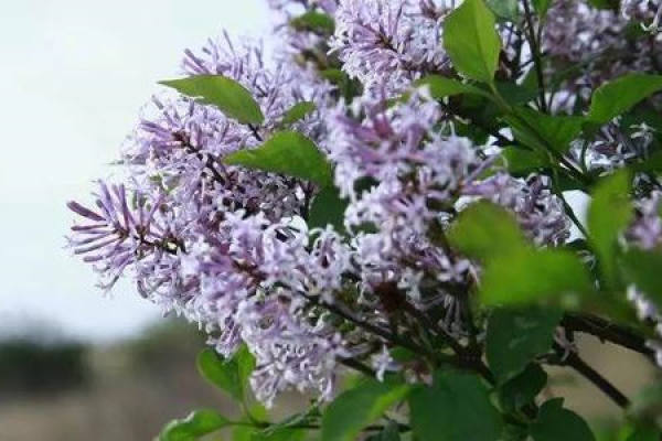 cloves