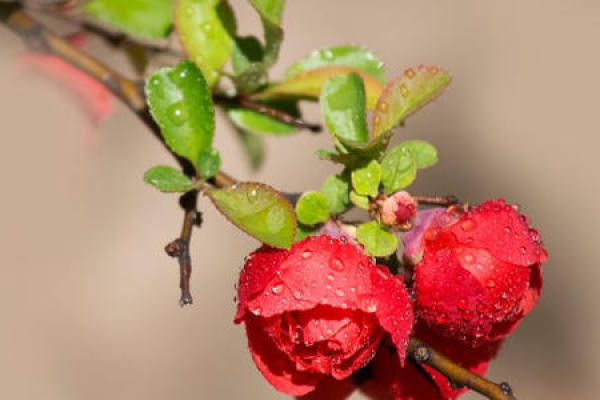 Malus sieboldii