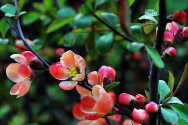Malus sieboldii