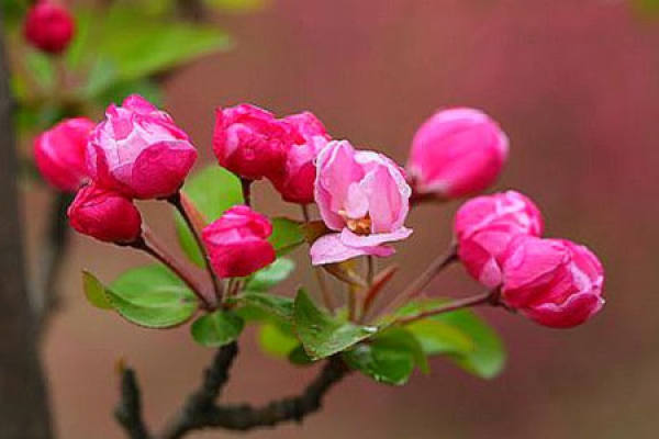 Malus sieboldii