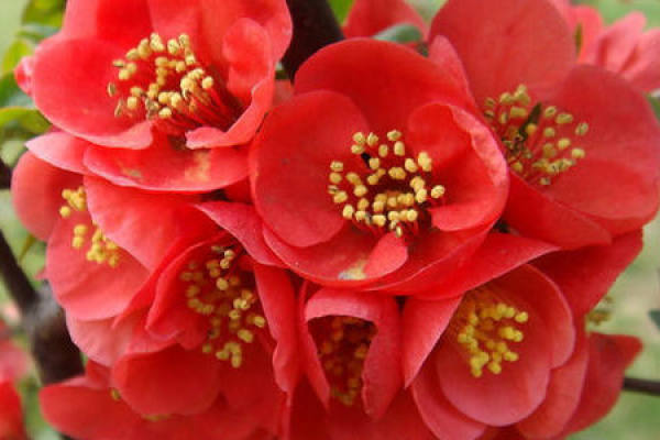 Malus sieboldii Malus sieboldii