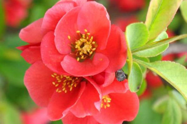 Malus sieboldii Malus sieboldii