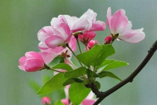 Malus sieboldii