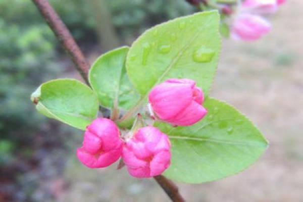 Malus sieboldii