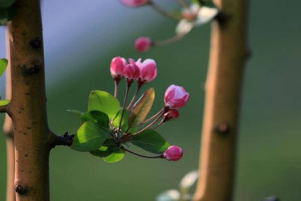 Malus sieboldii