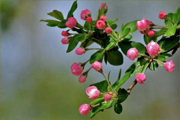 Malus sieboldii
