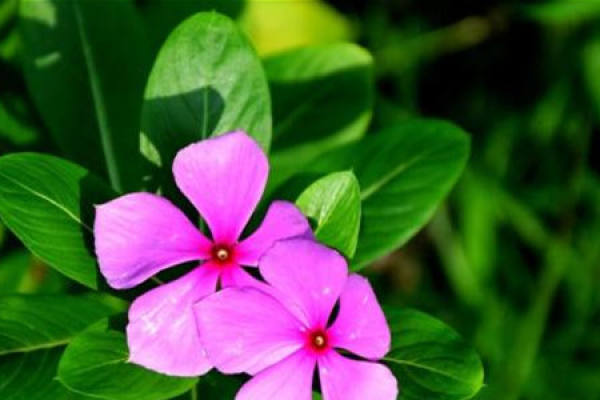 Catharanthus