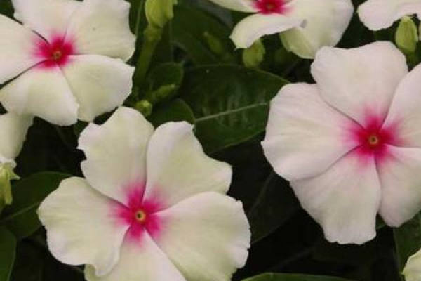 Catharanthus