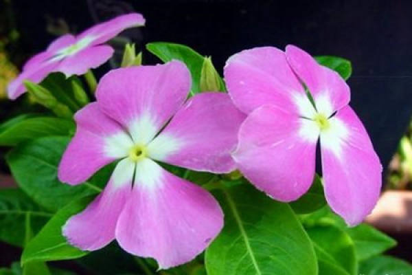 Changchun flower