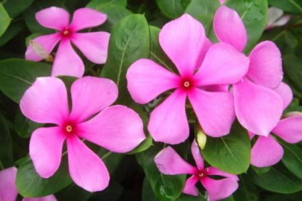 Catharanthus
