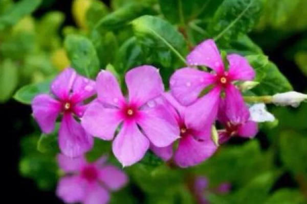 Catharanthus