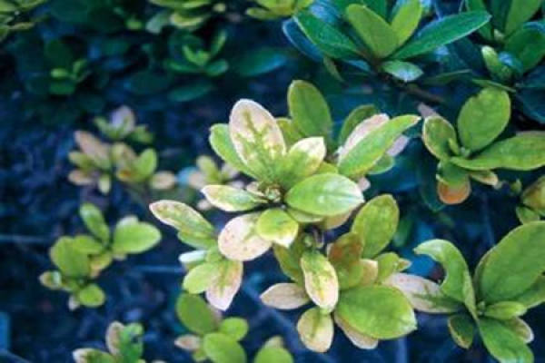 Rhododendron