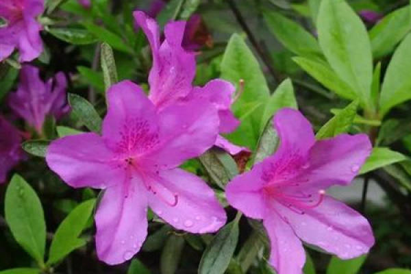 Rhododendron