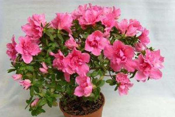 Rhododendron