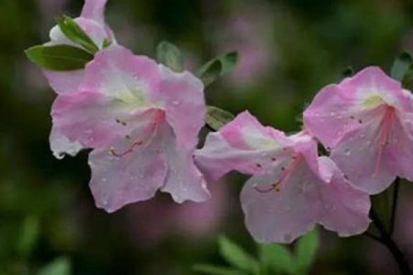 Rhododendron
