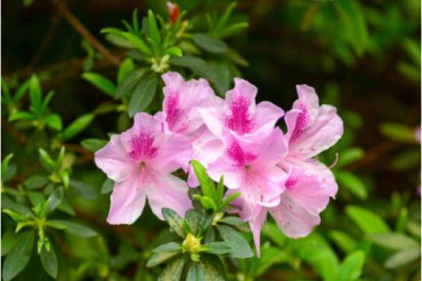 Rhododendron