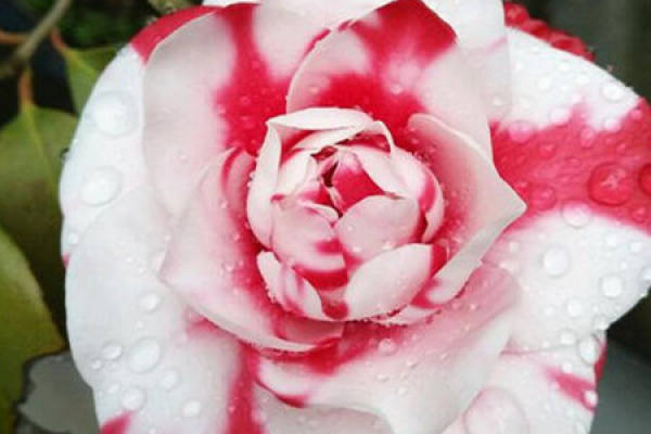 Camellia japonica