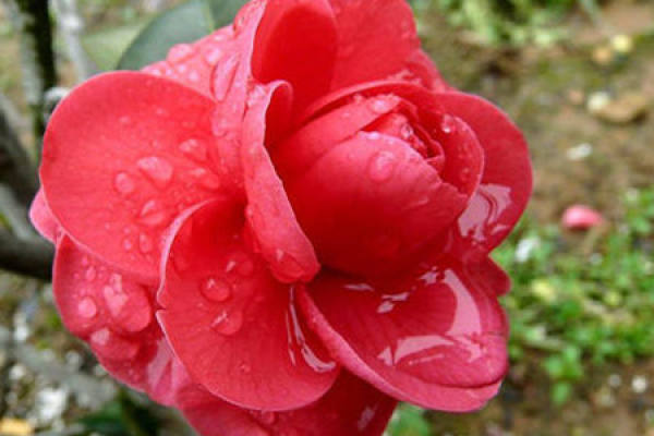 Camellia japonica