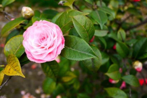 Camellia japonica