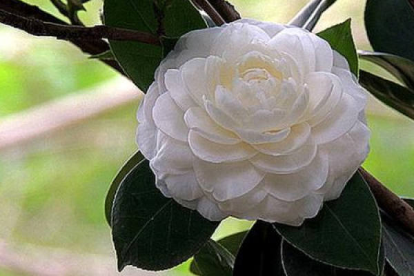 Camellia japonica
