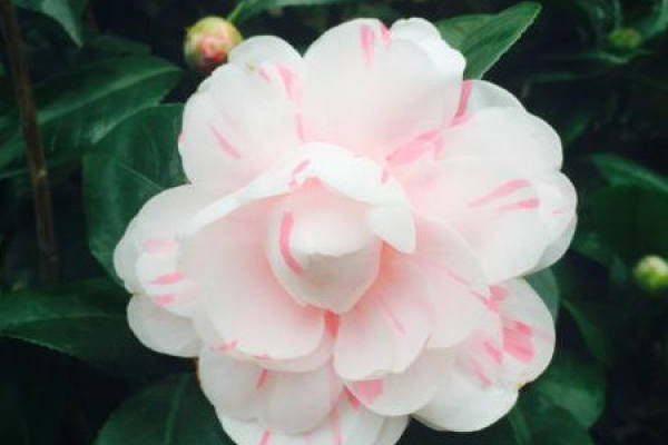 Camellia japonica