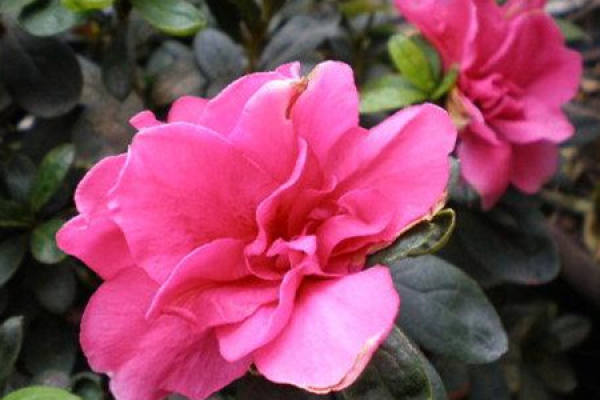Western Rhododendron