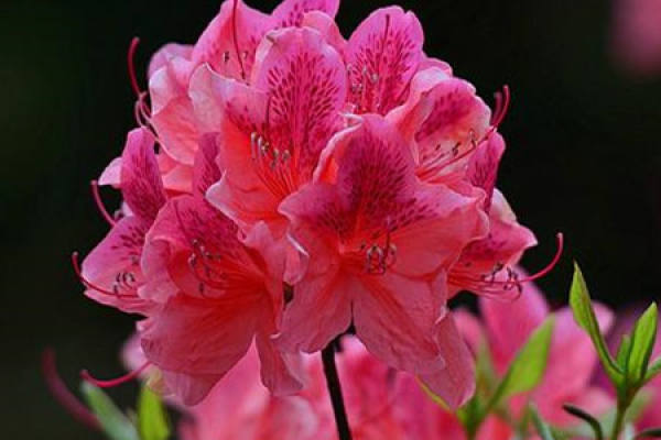 Western Rhododendron