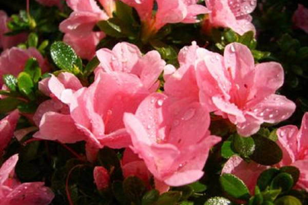 Western Rhododendron