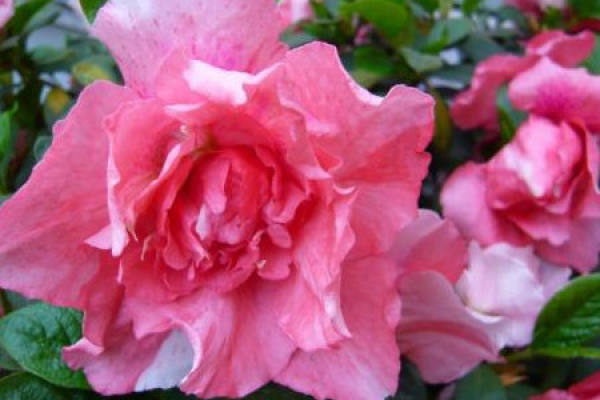 Western Rhododendron