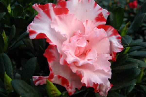 Western Rhododendron