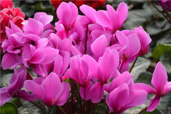Cyclamen