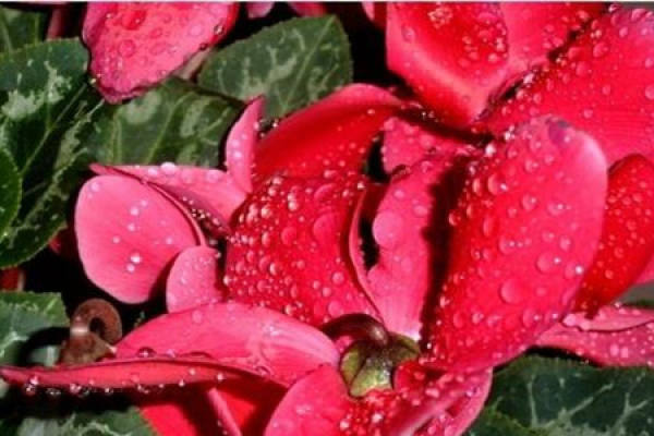 Cyclamen