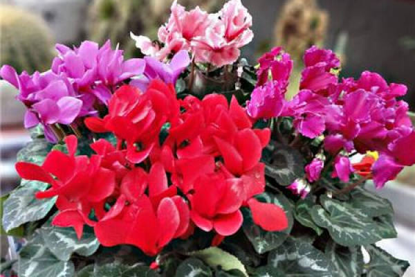 Cyclamen