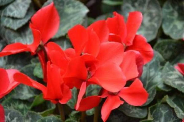 Cyclamen