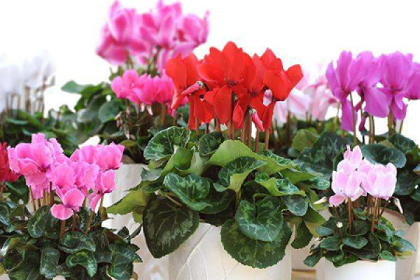 Cyclamen