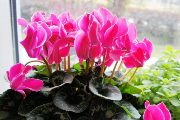 Cyclamen