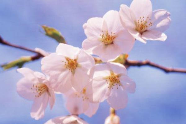 Sakura
