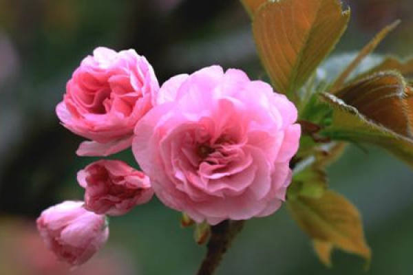 Sakura