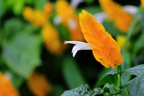 Golden Bud Flower