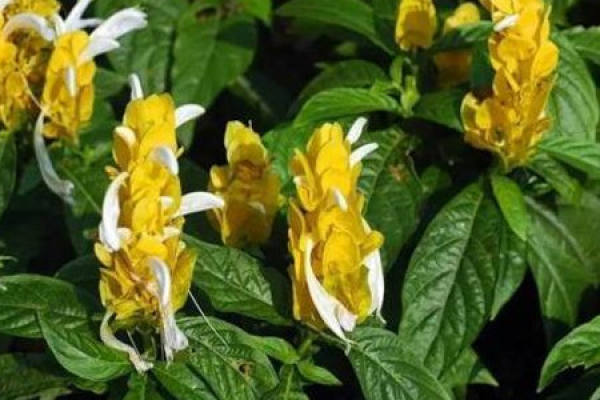 Golden Bud Flower