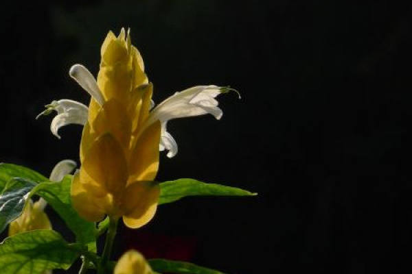 Golden Bud Flower
