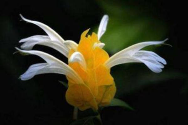Golden Bud Flower